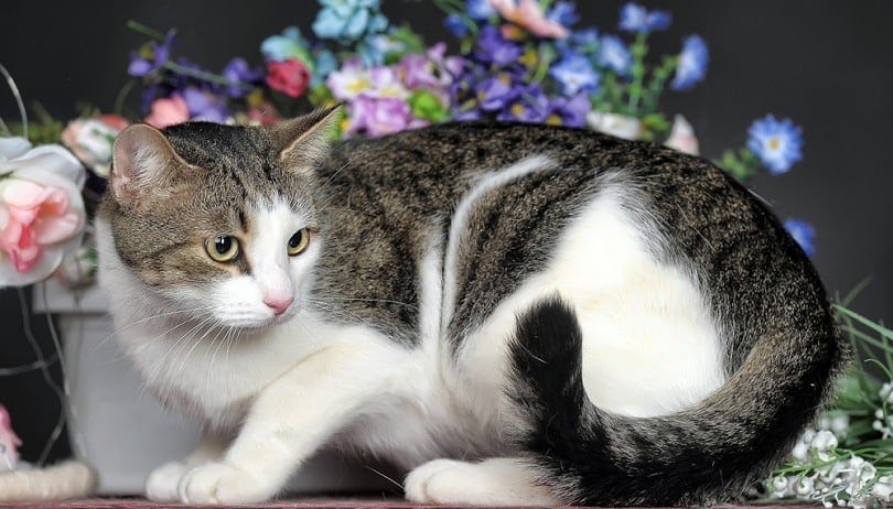 cute white with brown shorthair cat_Anna Krivitskaya_shutterstock