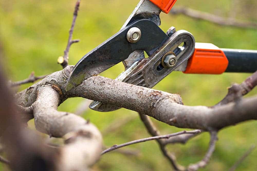 cutting-branches_ueuaphoto_Shutterstock