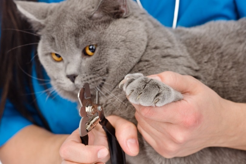 Do kittens need their nails clipped? – Freethinking Animal Advocacy