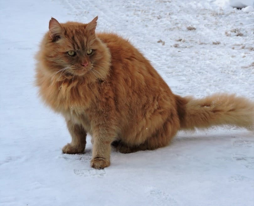 cymric cat in snow
