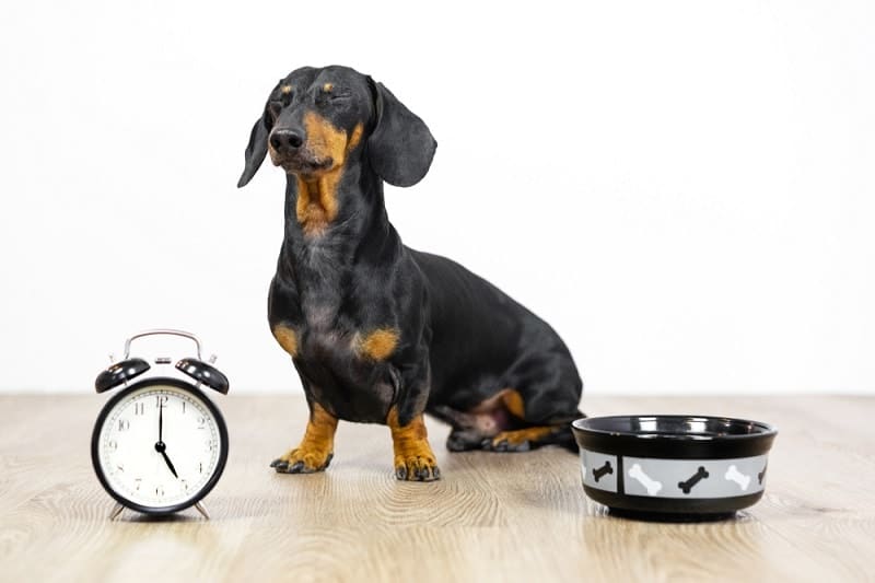 dachshund dog-eating time_Shutterstock_Masarik