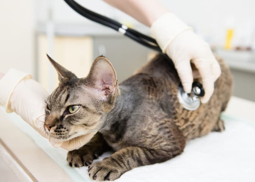 devon rex cat examined by vet