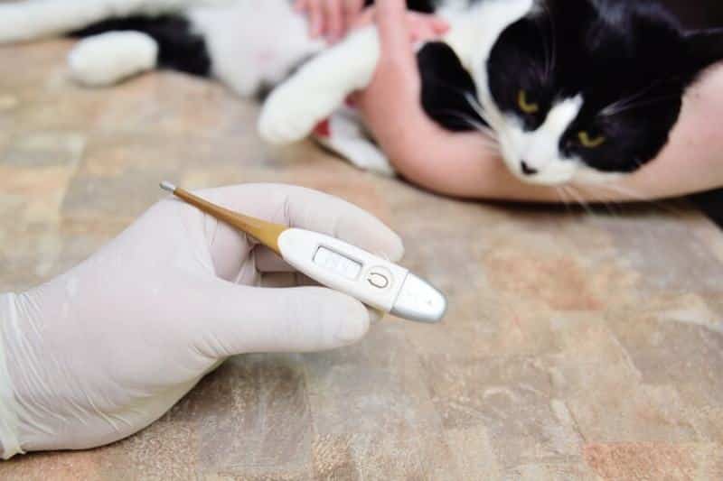 digital-thermometer-showing-a-cat-has-a-fever