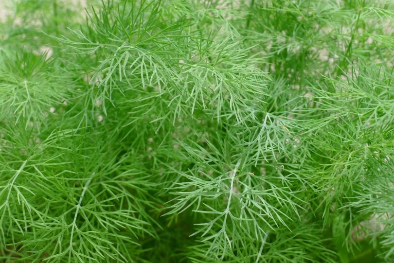 dill leaves