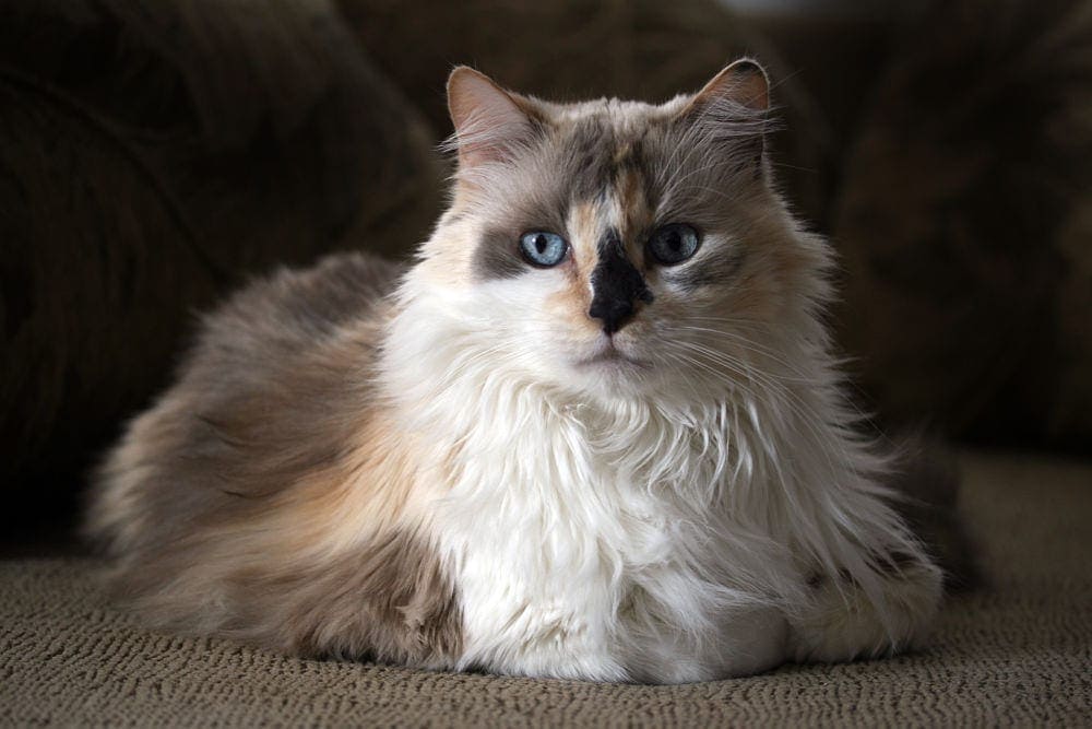 dilute calico kitty with blue eyes