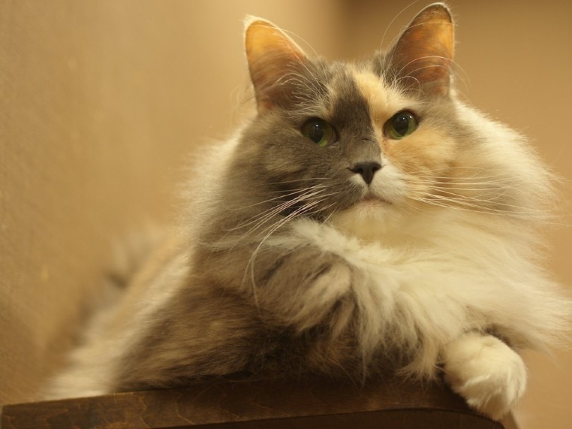 dilute calico manx cat