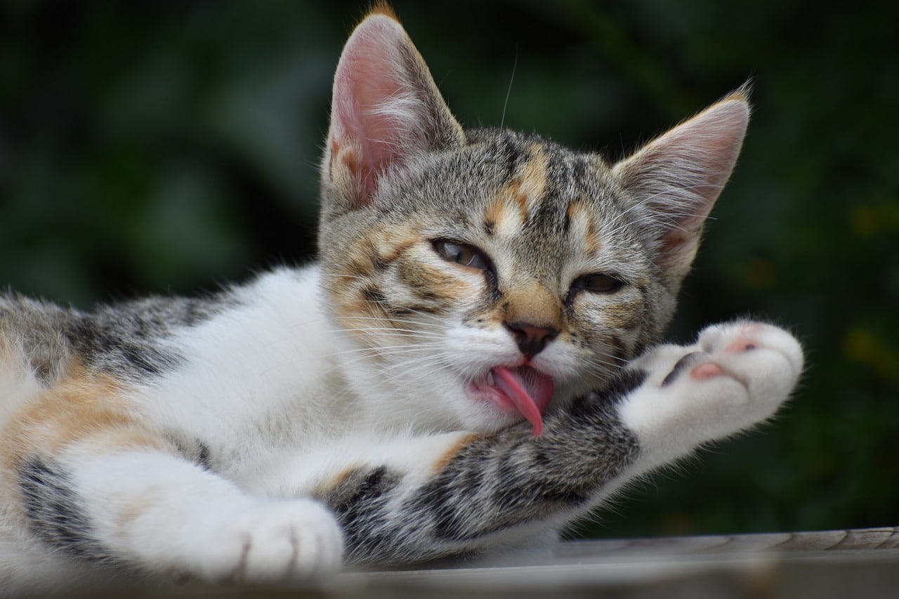 diluted calico licking itself