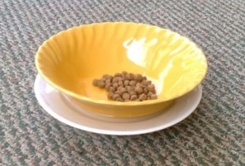 diy anti-ant pet food bowl