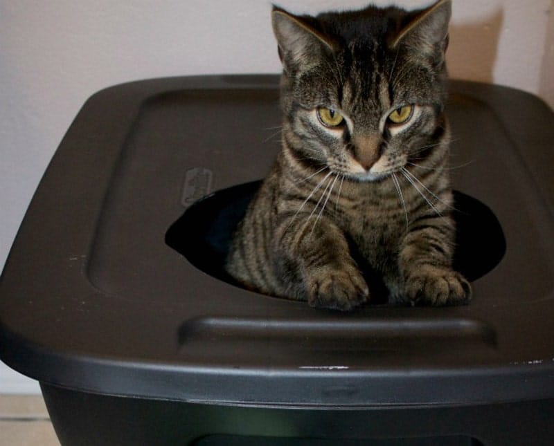 diy mess free cat litter box