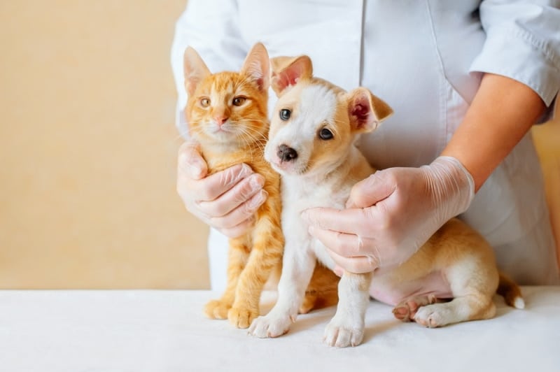 dog and cat checked by vet