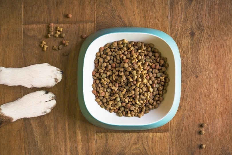 dog-food-pixabay