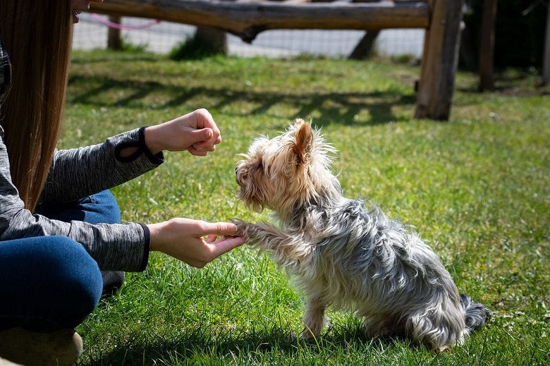 dog training