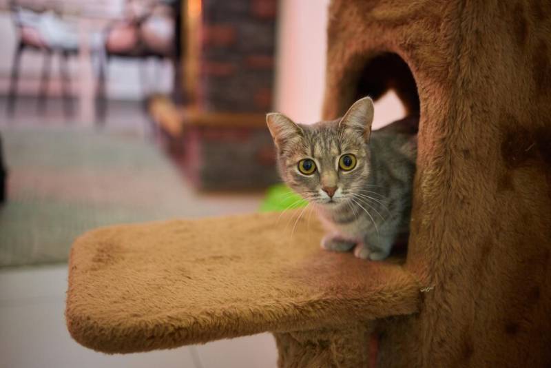 domestic cat climbs up the cat pole