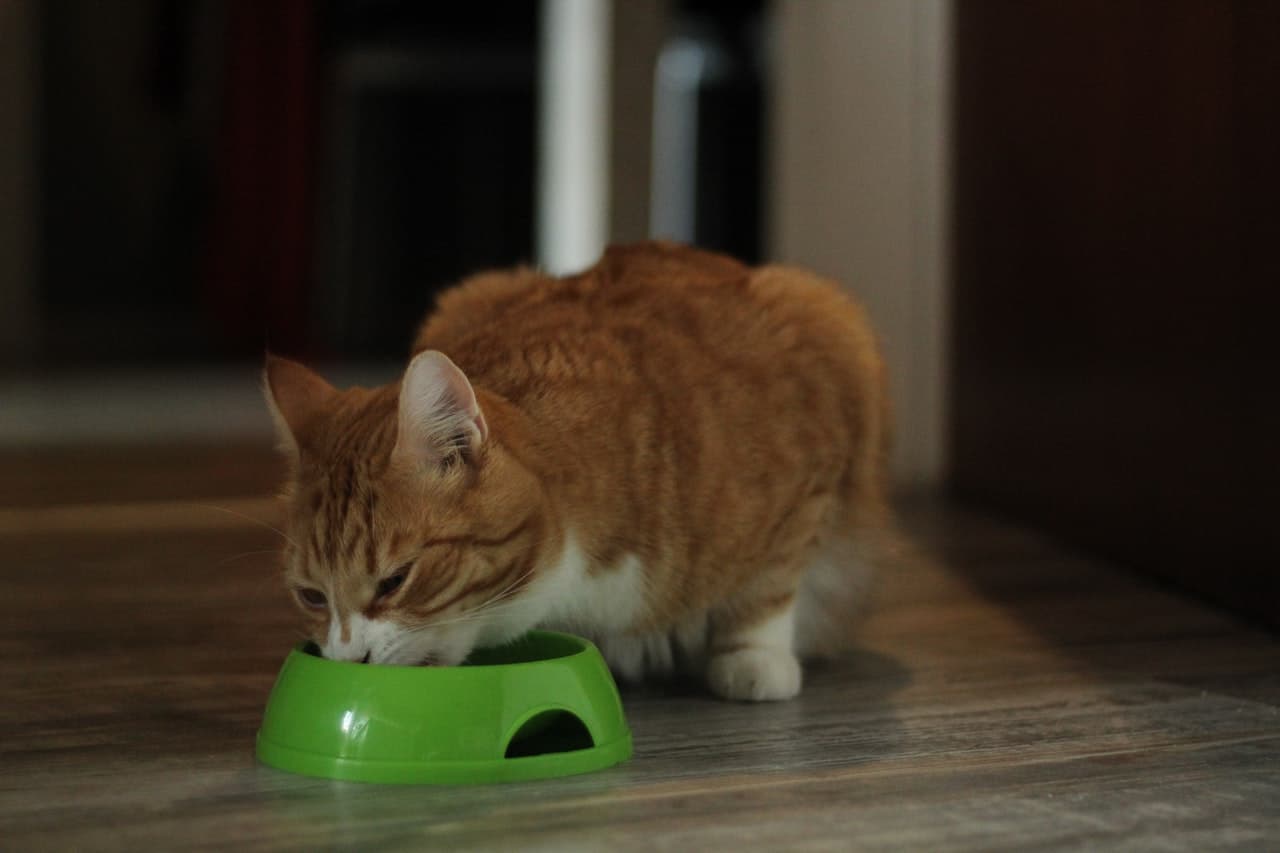 indoor cat eating