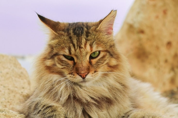 domestic longhair cat
