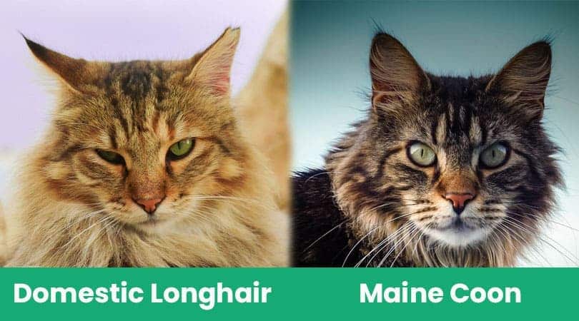 domestic longhair vs maine coon