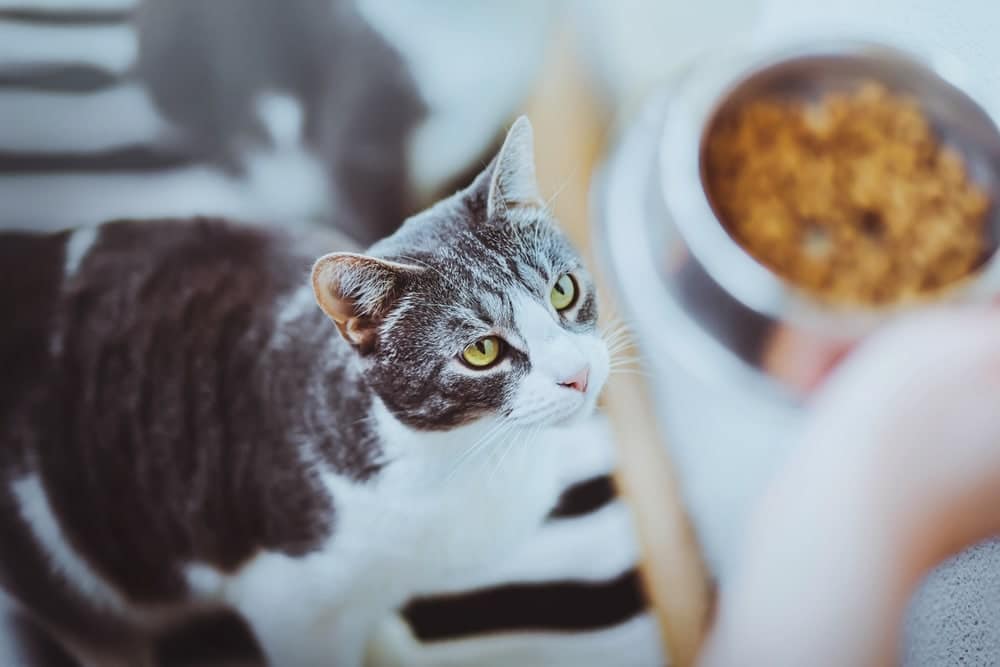 domestic tabby cat looks at a bowl of food that the owner is holding in his hand