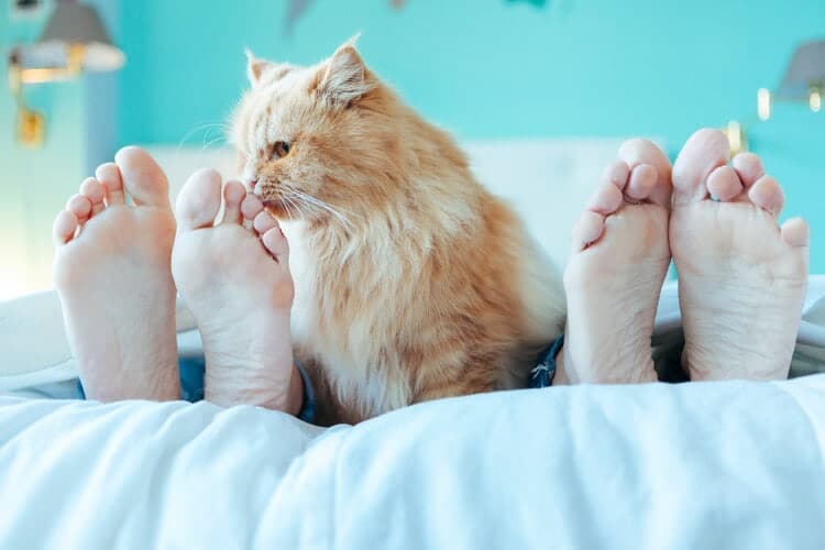 cat smells, lick feet and toes in bed