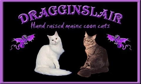 dragginslair maine coon logo