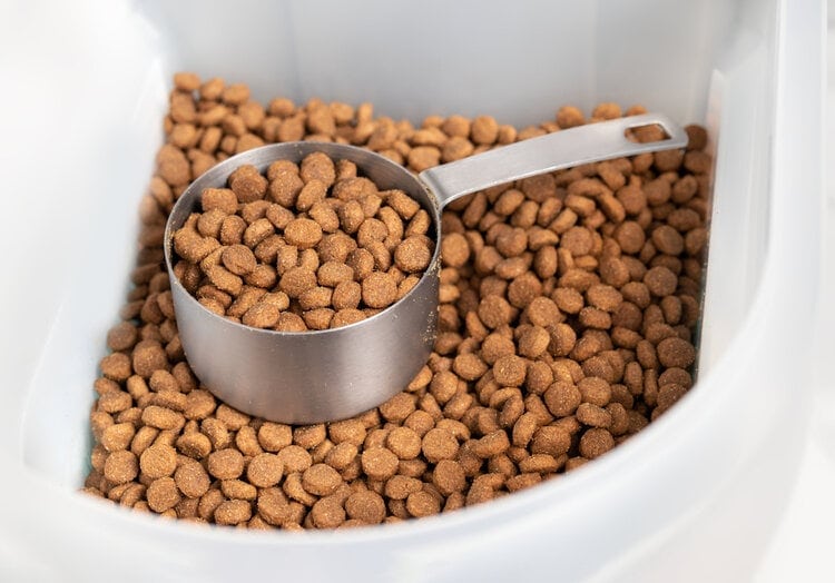 dry kibbles in a container