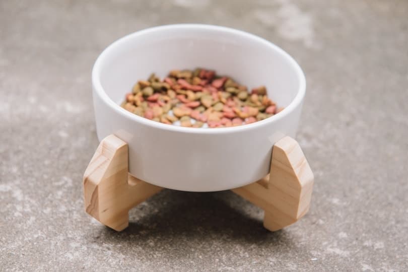 elevated cat bowl