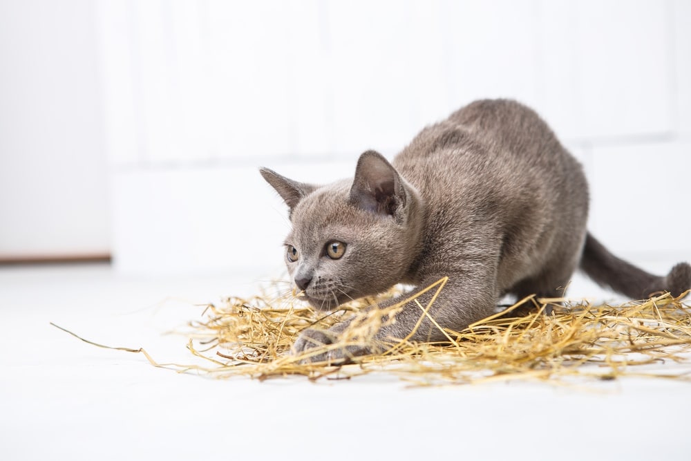 european burmese-cat playing