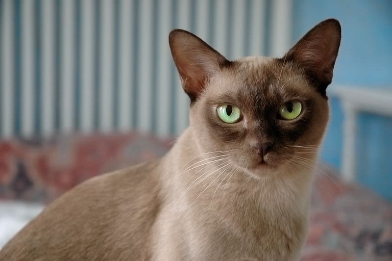 european burmese cat