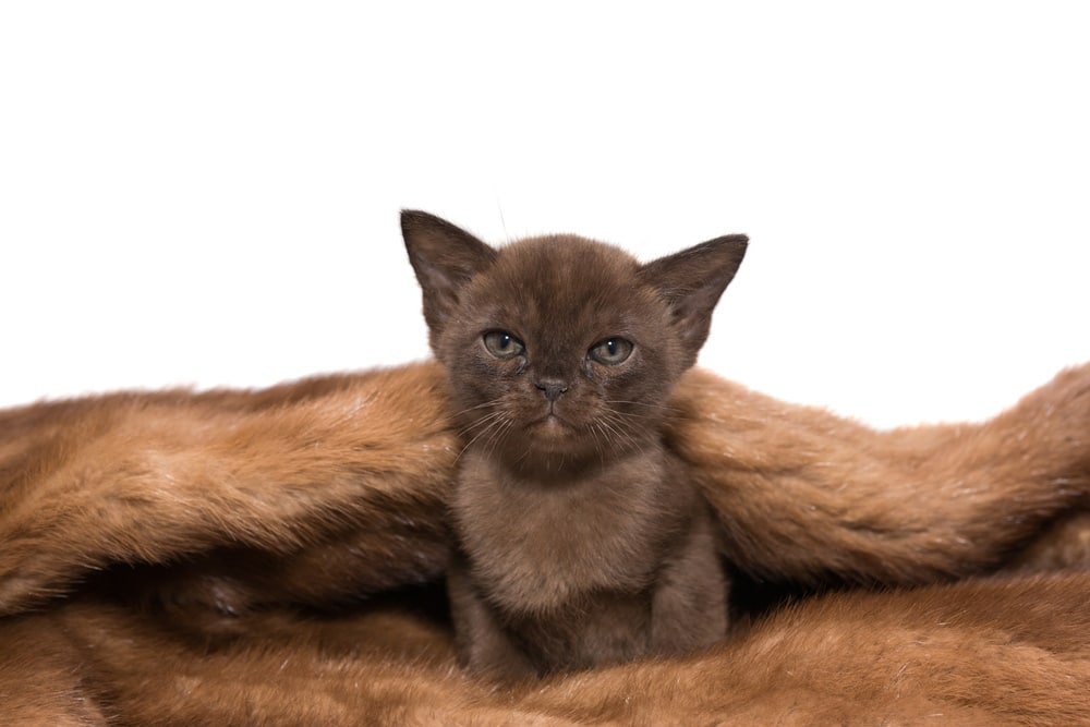 european burmese kitten