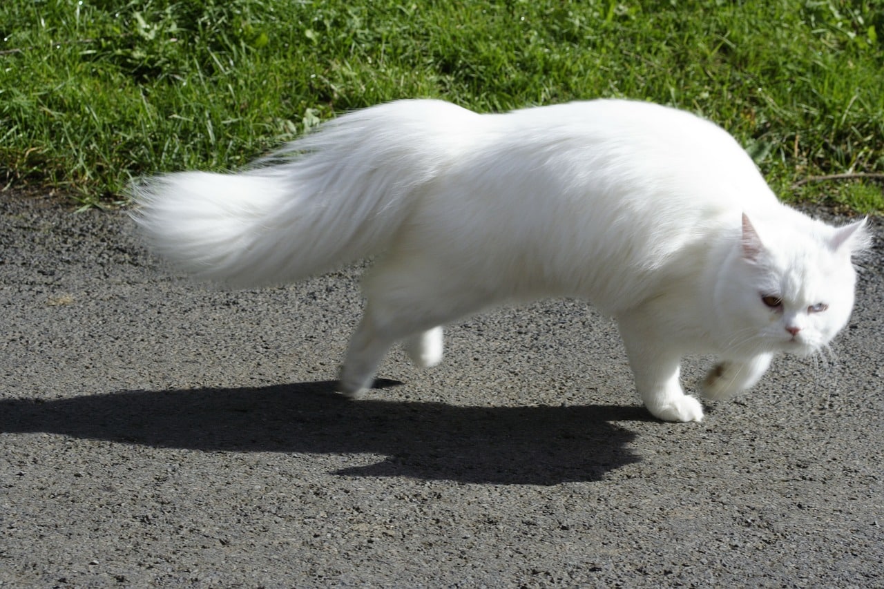 european shorthair cat running