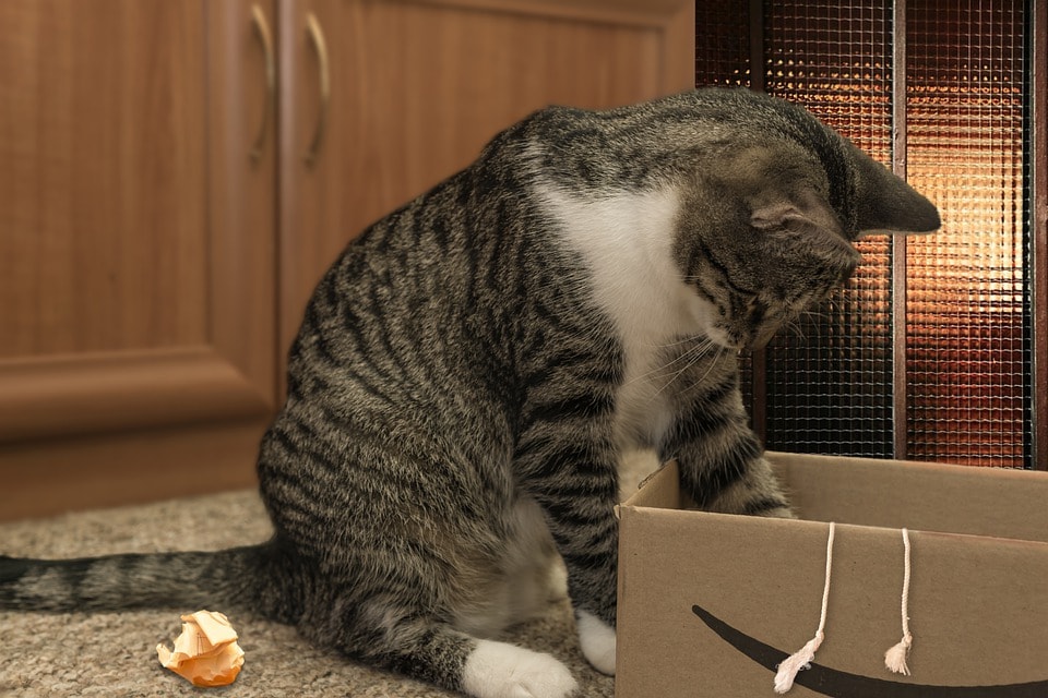 european shorthair cat searching inside the cardboard
