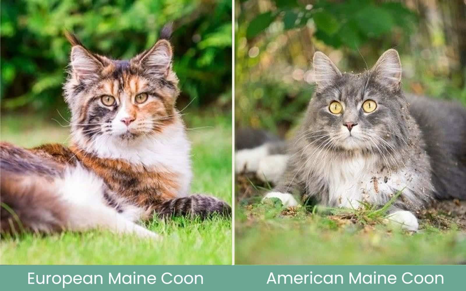 european vs american maine coon visual differences