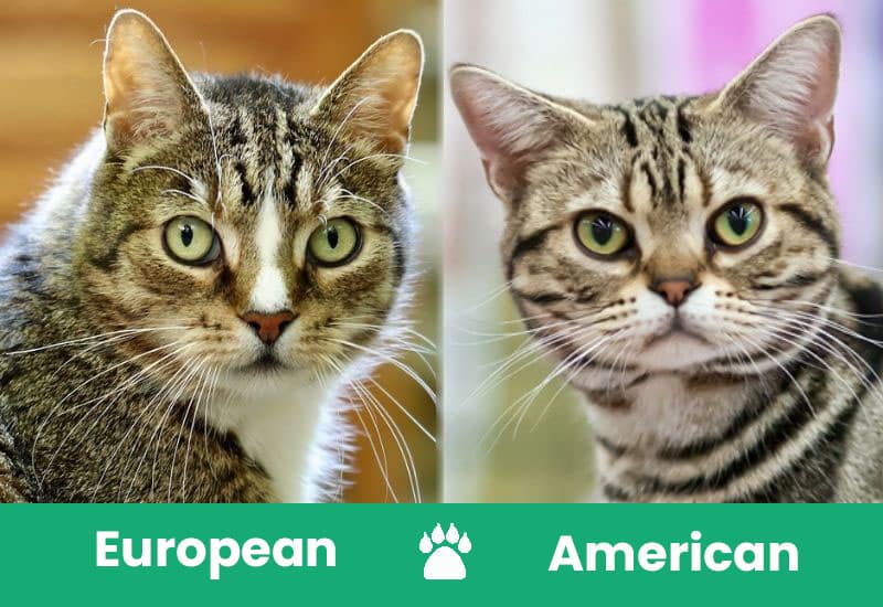 european vs american shorthair