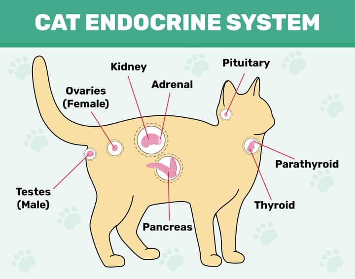 Cat Endocrine Syetem