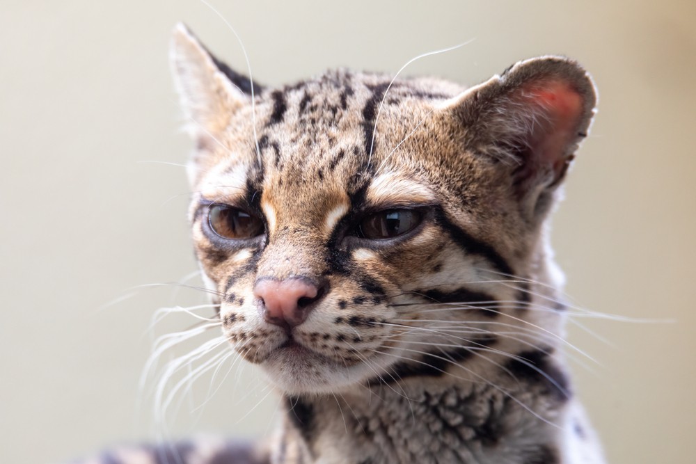 Native American cat