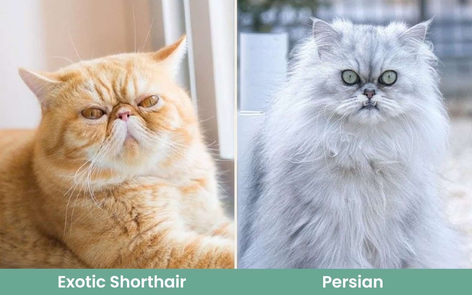 exotic shorthair vs persian sideby side 2