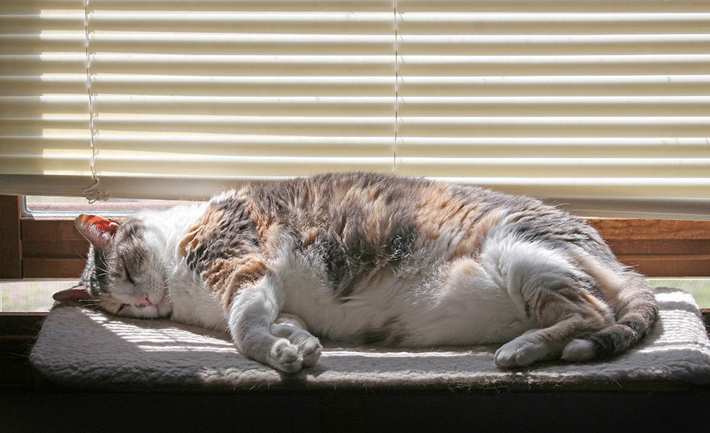fat calico cat sleeping in the window perch