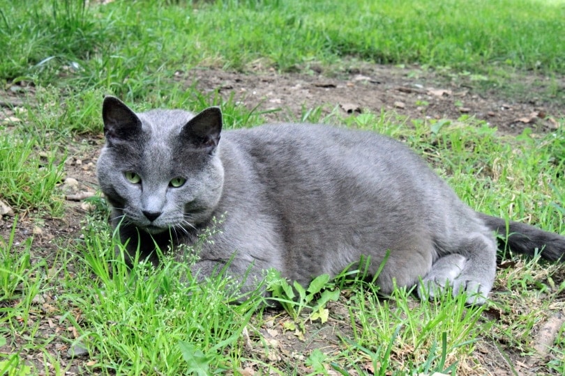 fat cat outdoor