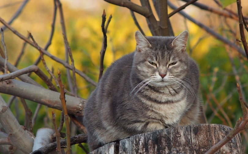 fat cat sitting on the wood