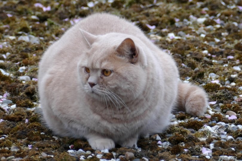 fat cat sitting outdoor