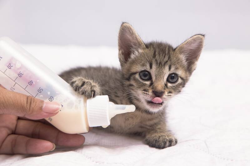 feeding a small kitten milk from the bottle tongue licking mouth after drinking milk
