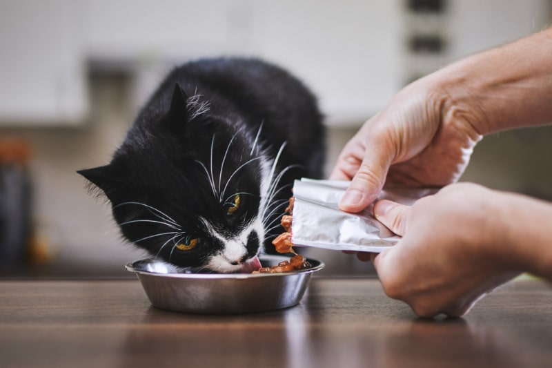 feeding the black and white cat