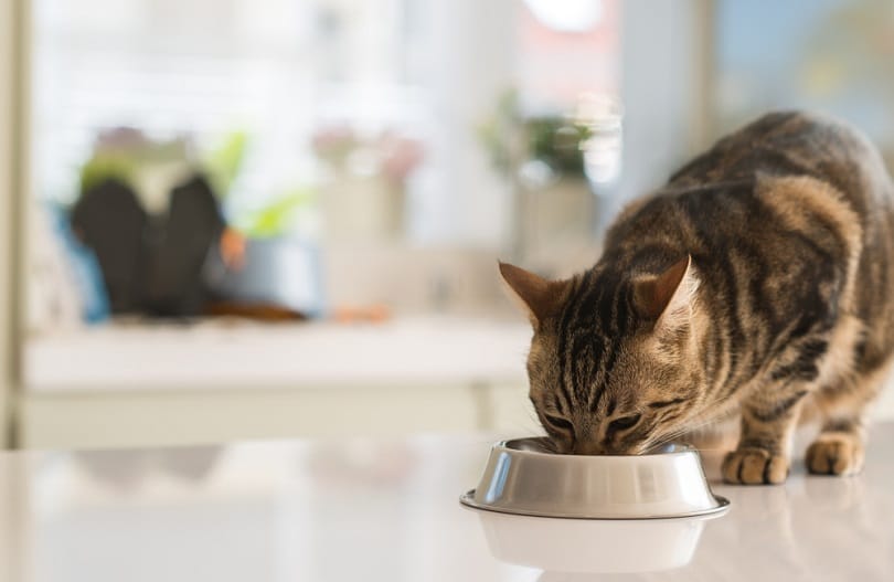 feline cat eating on a metal bowl_Krakenimages.com_shutterstock