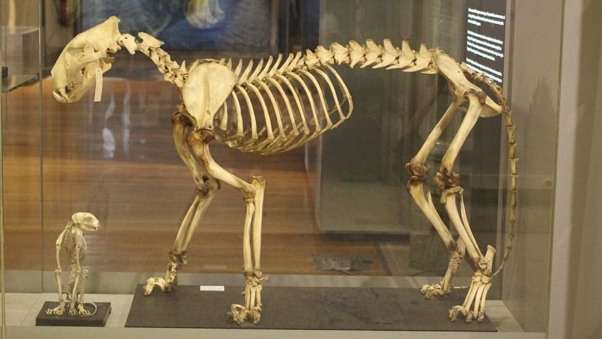 feline skeleton