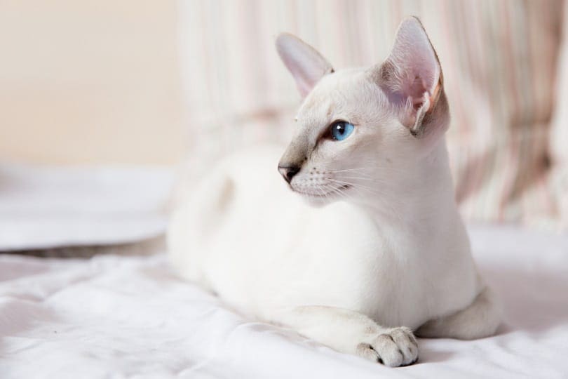 female of Lilac point Siamese cat