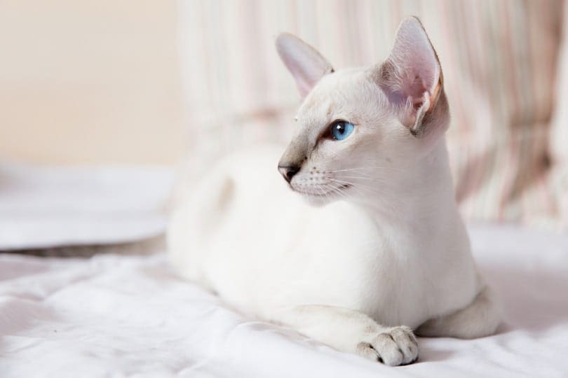 Lilac point siamese cat