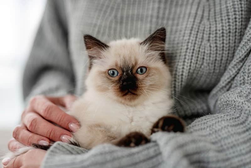 female owner holding her ragdoll kitten