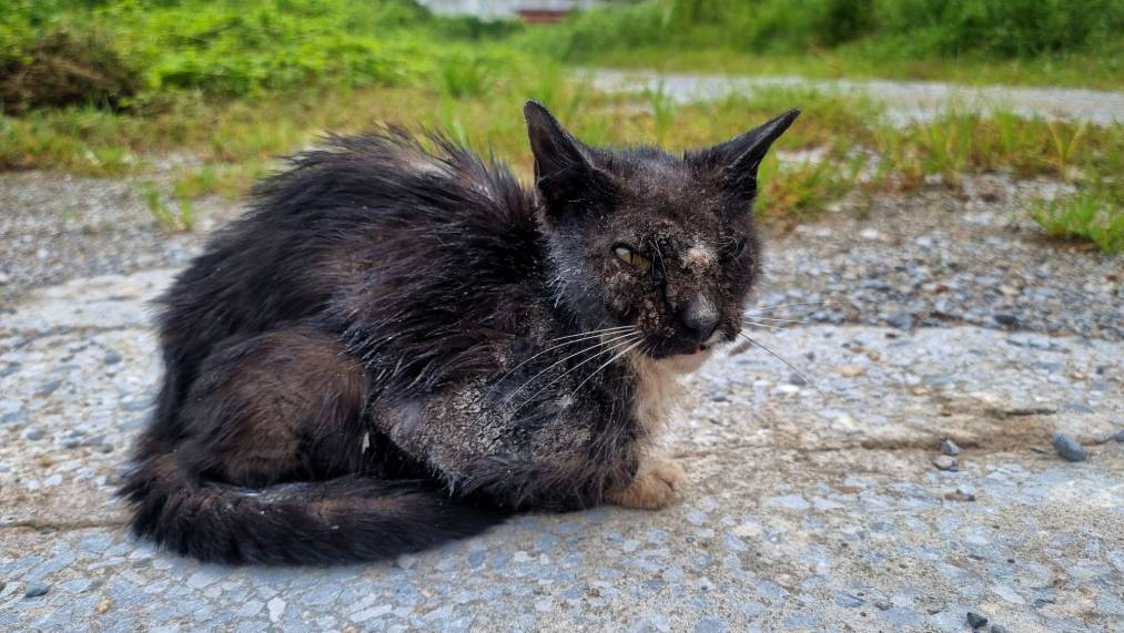 feral cat has a severe sarcoptic mange infection