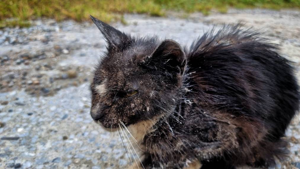 feral cat has a severe sarcoptic mange infection