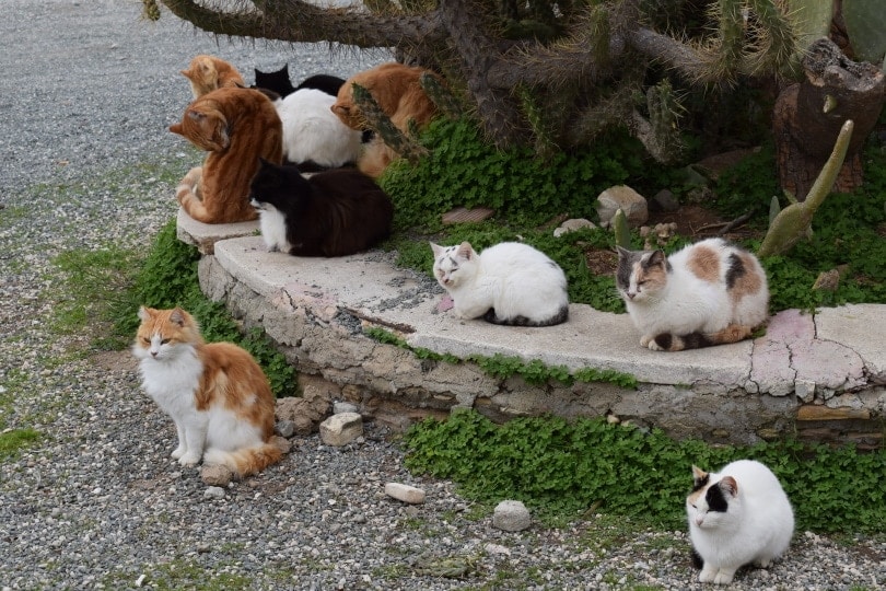 feral cats resting outdoor