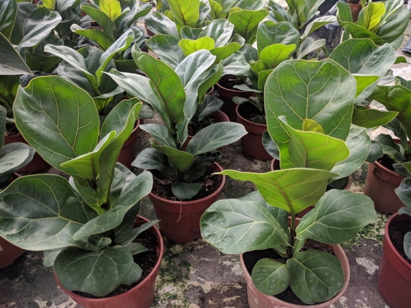 fiddle leaf fig in pots